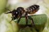 Megachile sp.